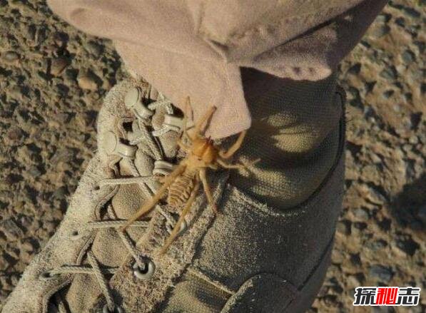 新疆巨型蜘蛛事件图片