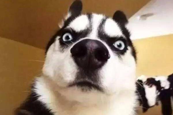 二货是什么意思骂别人傻现指傻的可爱的人