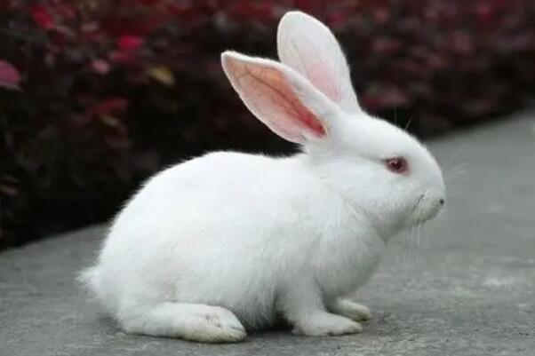 兔子的尾巴到底有多长图片