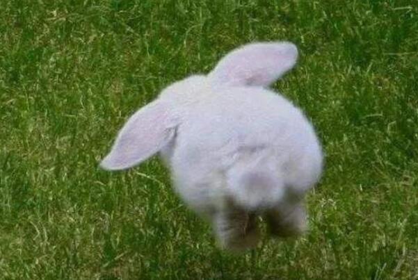 兔子尾巴表情包图片