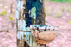 汽油树：能分泌出汽油(生长在亚马逊流域附近)