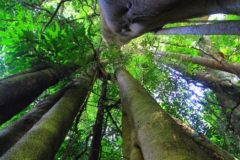 世界上最高的树之一：望天树(龙脑香科柳安属植物)