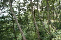 世界上最轻的树：轻木(为轻型结构的重要材料)