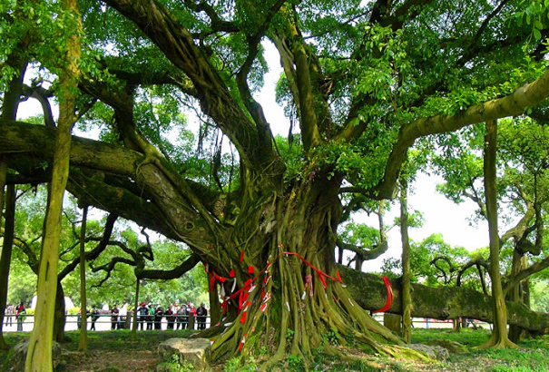 世界上最大的榕树图片图片