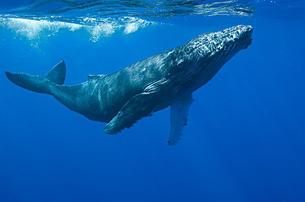 世界上现存最大的动物蓝鲸重量可达160吨