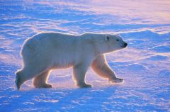世界上现存陆地最大食肉动物：北极熊(熊科熊属)