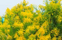 加拿大一枝黄花：外来入侵物种(桔梗目菊科的植物)
