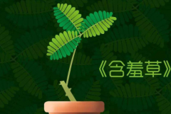 含羞草有毒吗：有毒(长期接触可能会导致脱发)