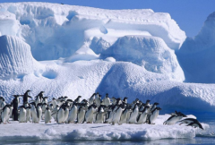 世界上最冷的地方：南极洲(最低气温为零下94.5摄氏度)