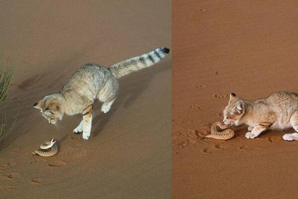 沙漠十大恐怖动物图片图片