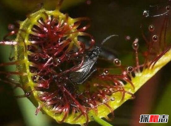 大王花吃人图片食物图片