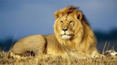 盘点自然界当中真实存在过的几种狮子，有的甚至还能够残杀猛犸