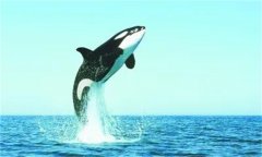 海水能够压扁钢铁打造的潜艇，为什么鲸鱼潜入深海千米都没事