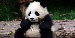 大熊猫除了竹子，它还吃甘蔗，吃完甘蔗用不用吐渣？（饮食习惯）