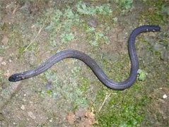 我国广东韶关竟然出现了一条两头蛇，它的踪迹难以追寻