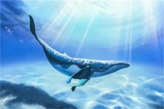 在海里生活了五千多万年，为什么还没有进化出鳃（鲸鱼）