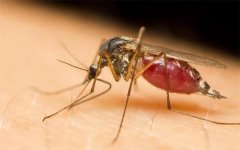 如果有一天，蚊子从世界上消失不见，世界会变成什么样子呢？
