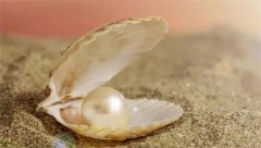 沙子如何蜕变成为珍珠 是人为干预下产生的吗？（蚌）