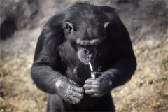 黑猩猩与人类的基因相似度非常高 它们能否与人类进行杂交？