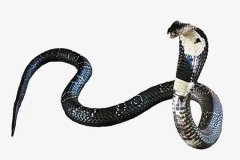 澳大利亚的当地人为什么不会对毒蛇产生畏惧 这究竟是怎么一回事