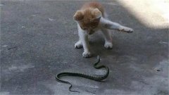 蛇真的会被猫咪吓得不敢动弹吗 它们之间的争斗 结果如何