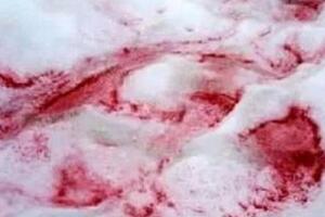 揭秘喜马拉雅山红雪之谜，遍地血红色的雪(雪衣藻所致)