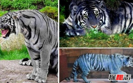 藍色的老虎(瀕臨滅絕/圖片)中國稀有虎類黑藍虎之謎(黑藍虎是幾級保護動物)