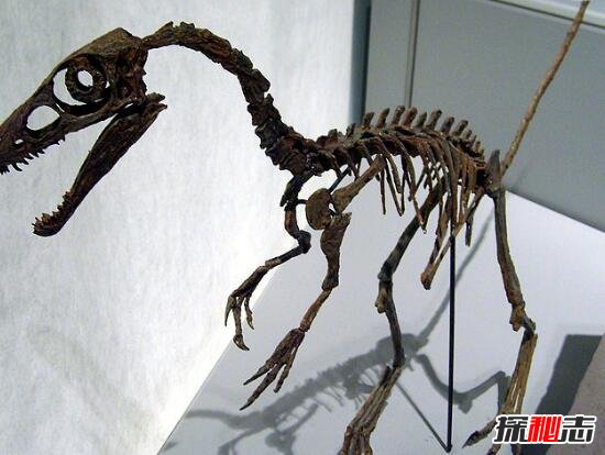 中華龍鳥化石(小型肉食恐龍/鳥的祖先)揭秘中華龍鳥之謎(鳥類恐龍的化石)