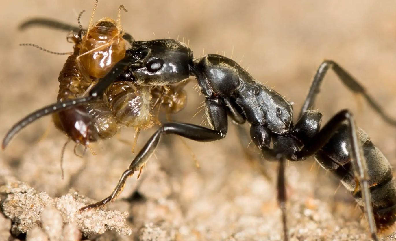 蚂蚁 死的 昆虫 - Pixabay上的免费照片 - Pixabay