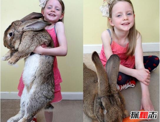 世界上最大的兔子
